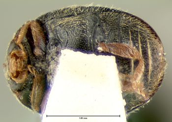 Media type: image;   Entomology 6744 Aspect: habitus ventral view